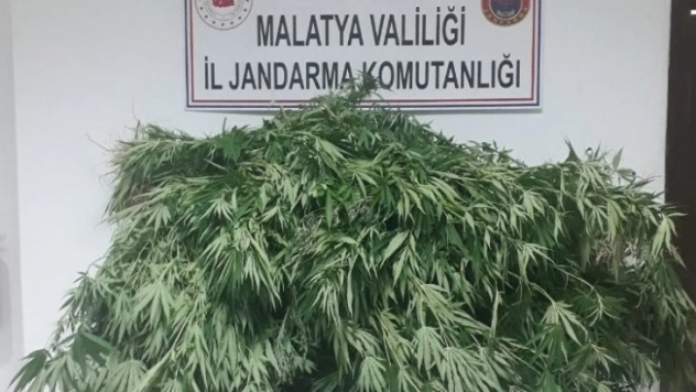 Akçadağ da kenevir operasyonu