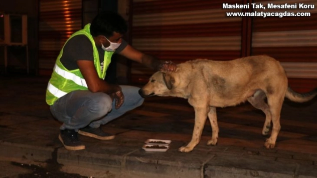 Akçakale Belediyesi sokaktaki canlara sahip çıktı
