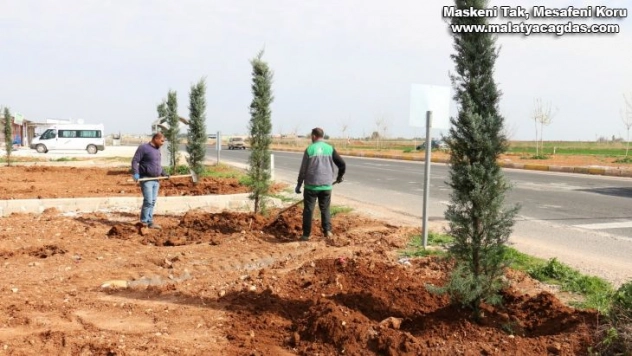 Akçakale ile Harran yolunda ağaçlandırma çalışması