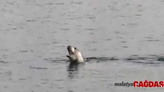 Akdeniz Körfezi'nde köpek balığı ve fok heyecanı