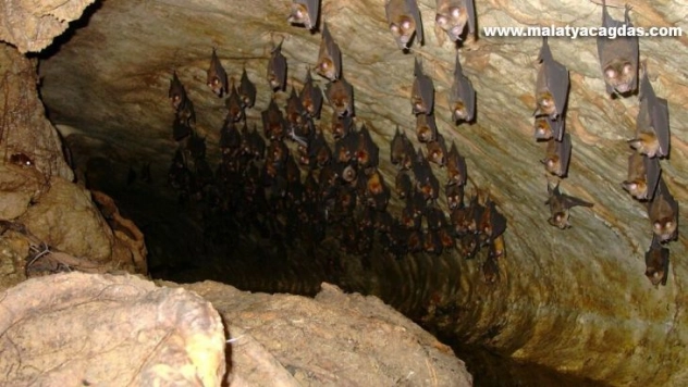 Akdeniz Nalburunlu Yarasasını görmek isteyenler lav tüpü mağarasını ziyaret ediyor