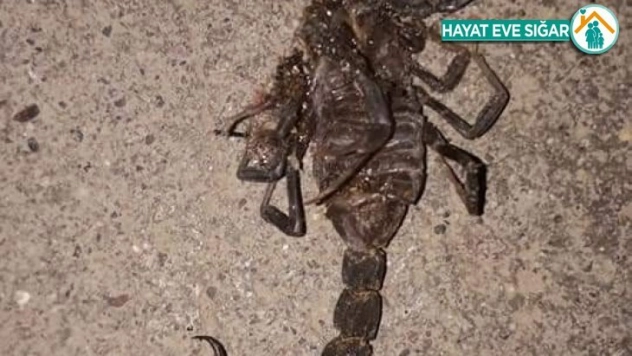 Akrepler çoğaldı köylüler paniğe kapıldı