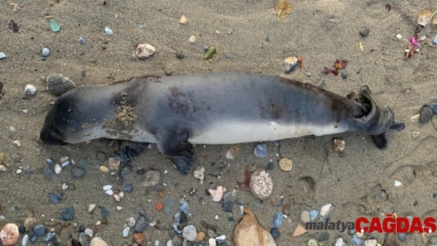 Alanya'da sahile ölü yavru Akdeniz foku vurdu