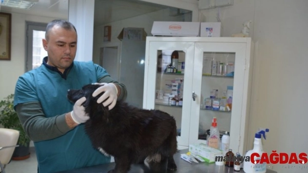 Aliağa'da 3 bin 240 sokak hayvanı tedavi edildi