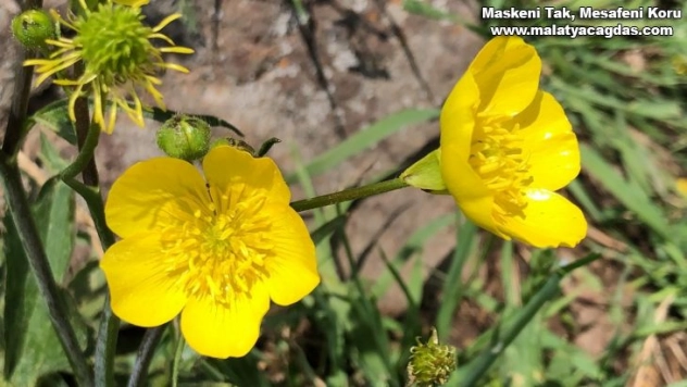 Allahuekber Dağları'nın eteklerinde görsel şölen