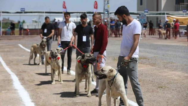 Anadolu Çoban Köpekleri Güzellik Yarışması
