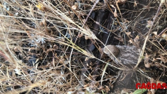 Anadolu'nun bozkırları keşfediliyor