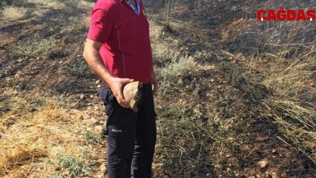 Anız yangının ortasında kalan kaplumbağa son anda kurtarıldı