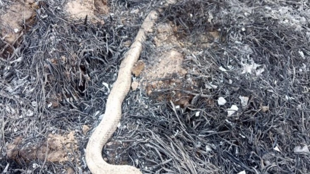 Anız yangınında hayvanlar telef oldu