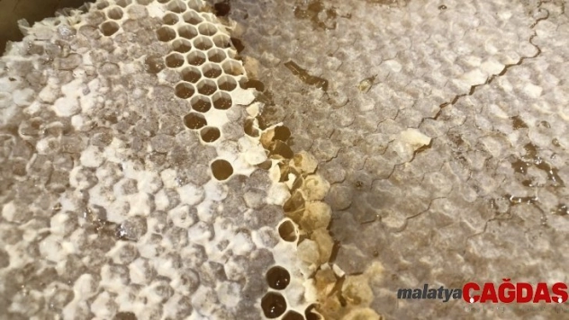 Ankara Bal Günleri başladı