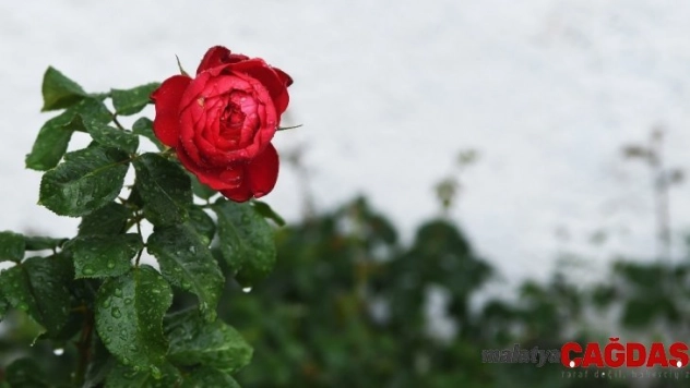 Tasarruf uygulamaları hayata geçiriliyor