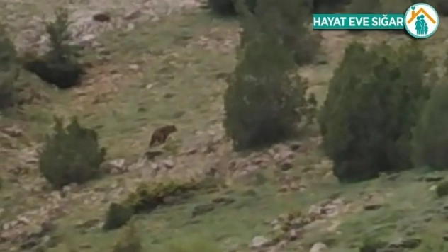 Anne ayı 5 yavrusu ile görüntülendi