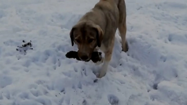 Anne köpek ölen yavrusunu kendi gömdü