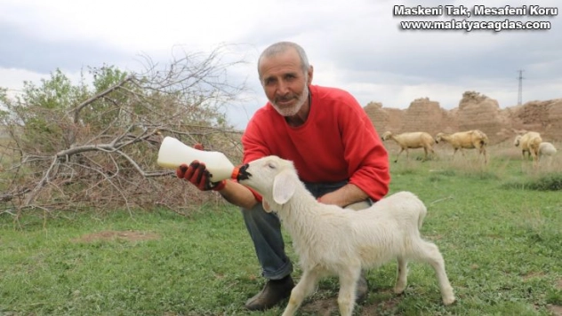 Annelerinin sahiplenmediği kuzuları elleriyle besliyor