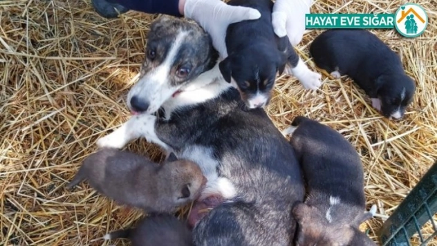 Annelik doğalarında var