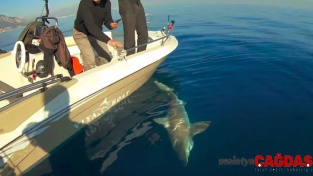 Antalya'da dev köpek balığı oltaya geldi