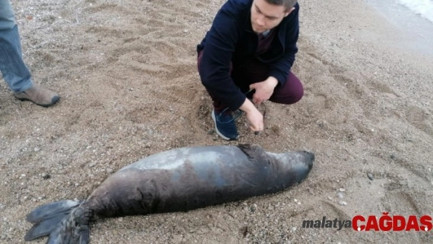 Antalya'da ölü Akdeniz foku kıyıya vurdu