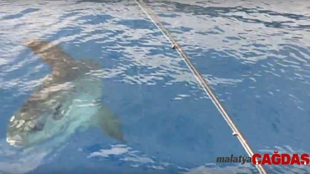 Antalya Körfezi'nde 'ay balığı' şaşkınlığı