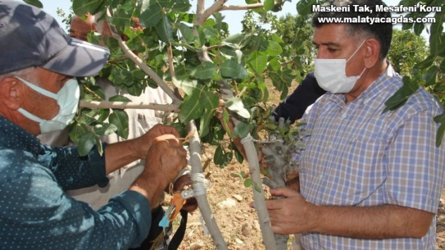 Antepfıstıklarına erkek aşı