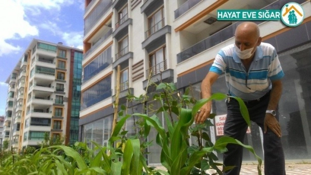 Doğal sebze yetiştiriyor