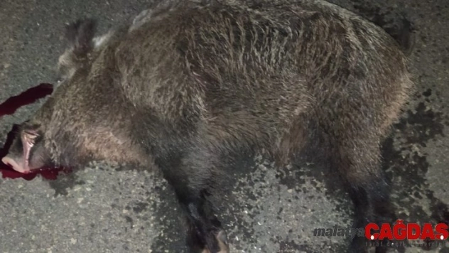 Aracın çarptığı domuz telef oldu