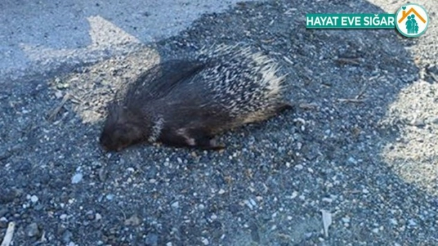 Aracın çarptığı kırmızı listedeki oklu kirpi telef oldu