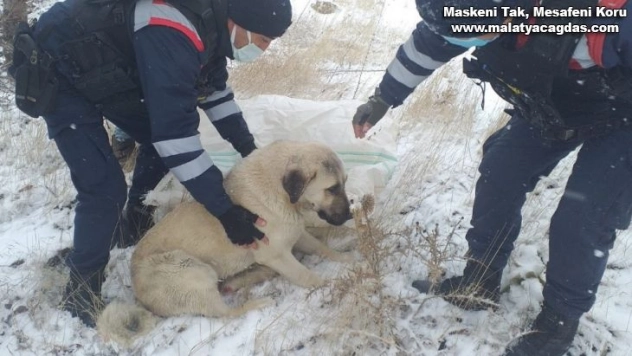 Aracın çarptığı köpeği, jandarma hayvan hastanesine ulaştırdı