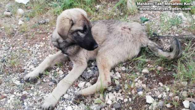 Aracın çarptığı yaralı köpeğe polis sahip çıktı