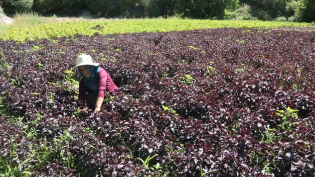 Arapgir'in Kokusu ve Tadında Hasat Heyecanı