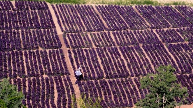 Arapgir in Mor Reyhan ı tam bir şifa kaynağı