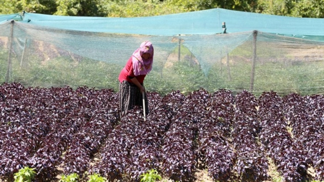 Arapgir Mor Reyhanı Ekonomiye Can Katıyor