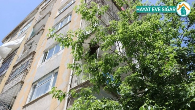 Arılar bina girişindeki ağaca yuva yaptı vatandaşlar paniğe kapıldı