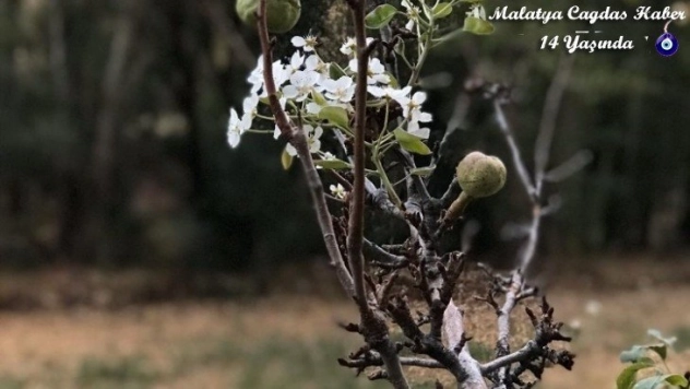 Armut ağacı Ekim'de çiçek açtı