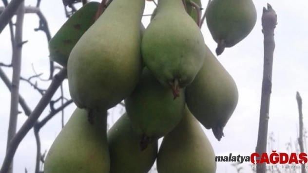 Armut ağacı mevsimi şaşırdı
