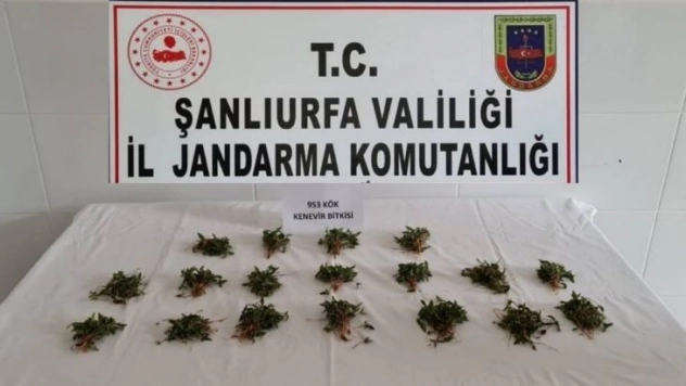 Arpa tarlasında 953 kök Hint keneviri ele geçirildi