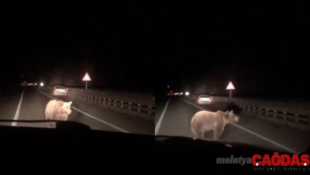 Artvin'de yola inen ayıya otomobil çarptı