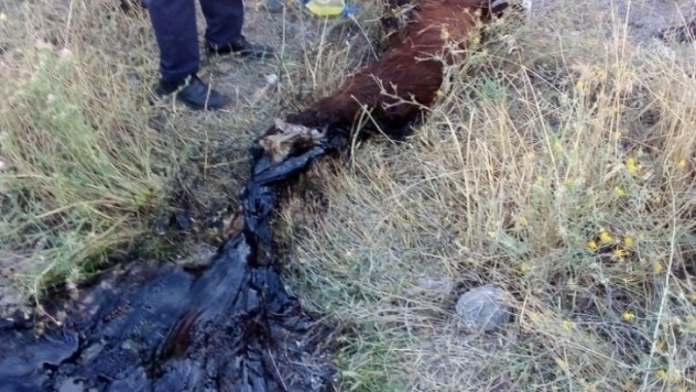 Asfalta yapışan keçiyi kurtarma operasyonu