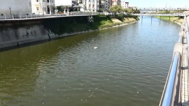 Asi Nehri'nde balık ölümleri