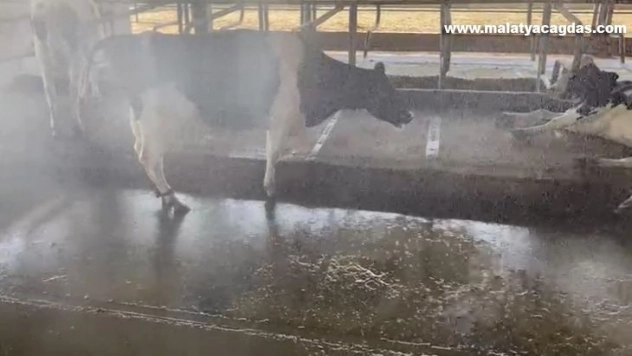 Aşırı sıcak hava hayvanları da olumsuz etkiliyor