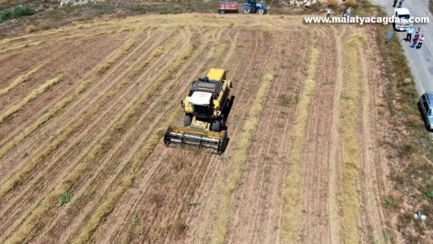 Ata tohumları hasat edildi
