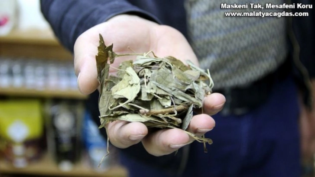 Atom bombasına direnen tek bitki, birçok derde deva oluyor