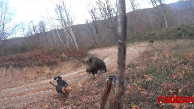 Avlamak istediği yaban domuzunun saldırısına uğrayan avcı ölümden döndü