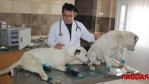 Ayakları bağlanıp ölüme terk edilen 3 köpeğe sahip çıkıldı