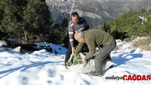 Aydın'da yaban hayvanlarına yem bırakıldı