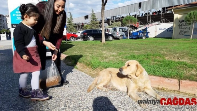 Aydınlı Ahbaplar sokak hayvanlarının karnını doyurdu