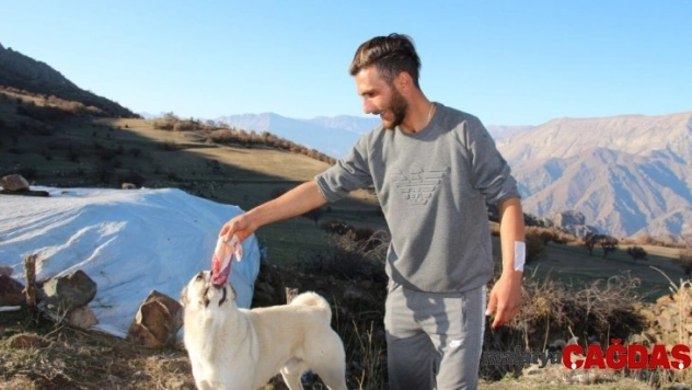 Ayı saldırısından kurtaran köpeklerine yemek ziyafeti çekti