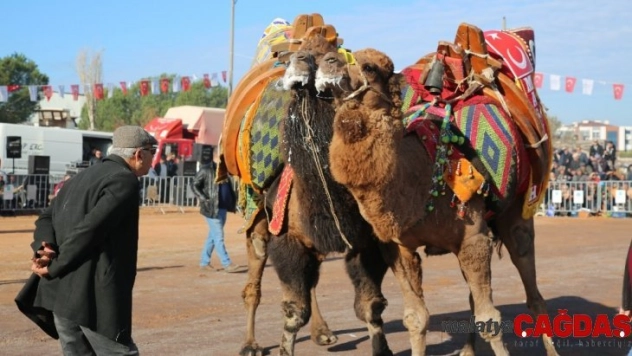 Ayvalık'ta deve güreşleri şöleni
