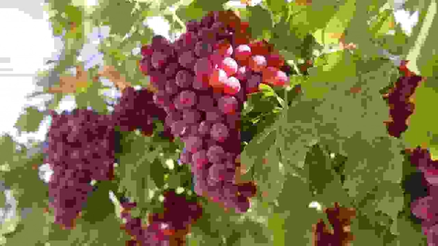 Bağ bozumunda rekor: 4 kilo üzüm salkımı