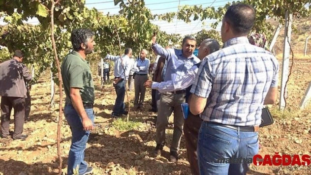 Bağlarda çardak sistemi anlatıldı