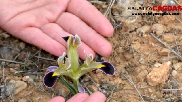 Baharın müjdecisi Çiğdem görüntülendi